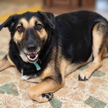 Bella Burns -  German Shepherd Dog and Mixed Breed Dog for Adoption in Wadena, Minnesota - Bella Burns | PetCurious