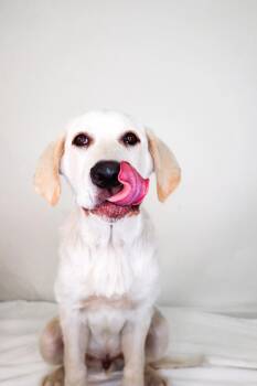 Great Pyrenees Dogs Available for Adoption in Bixby, Oklahoma - Boone | PetCurious