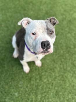 Pit Bull Terrier Dogs Available for Adoption in Eagle, Idaho - Cocoa --Courtesy Post. Out Of Town Pet. See Below For Details-- | PetCurious