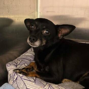 Sadie OS AZ -  Chihuahua Dog for Adoption in Las Vegas, Nevada - Sadie OS AZ | PetCurious
