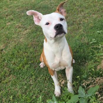Pixie -  Pit Bull Terrier Dog for Adoption in Norman, Oklahoma - Pixie | PetCurious