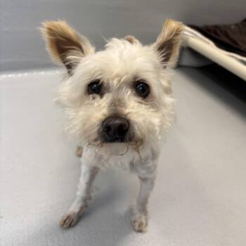 West Highland White Terrier Westie and Maltese Dogs Available for Adoption in Pacific Grove, California - Kauai | PetCurious