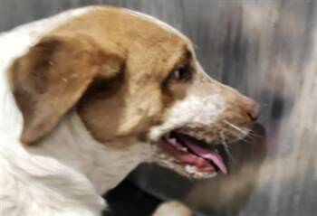 Australian Cattle Dog Blue Heeler Dogs Available for Adoption - FRECKLES | PetCurious