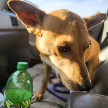 Terrier Dogs Available for Adoption in Des Moines, Iowa - Pinot | PetCurious