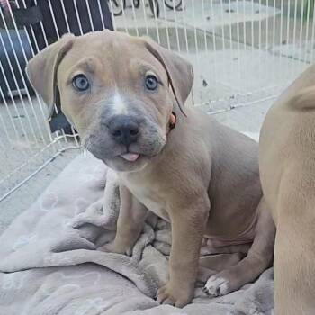 Orange Boy -  Pit Bull Terrier Dog for Adoption in Northbrook, Illinois - Orange Boy | PetCurious