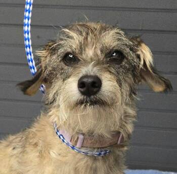 Poppy -  Schnauzer Dog for Adoption in Newport, Tennessee - Poppy | PetCurious