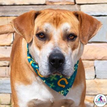 Mixed Breed Dogs Available for Adoption - Rufus | PetCurious