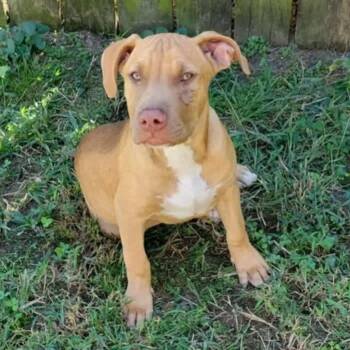 Rescue Pit Bull Terrier and Labrador Retriever Dogs for Adoption in East St. Louis, Illinois - Cooper Lee | PetCurious