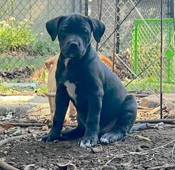 Oxygen -  Mixed Breed Dog for Adoption in Hobart, Indiana - Oxygen | PetCurious