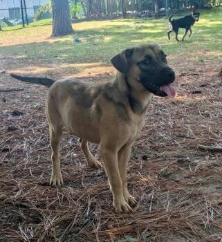 Willow -  Shepherd Dog for Adoption in Little Rock, Arkansas - Willow | PetCurious