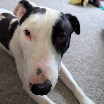 Pit Bull Terrier and Mixed Breed Dogs Available for Adoption in Alma, Wisconsin - Tony | PetCurious