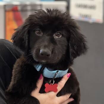Mojo -  Newfoundland Dog and Mastiff Dog for Adoption in East St. Louis, Illinois - Mojo | PetCurious