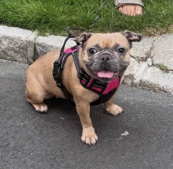 Bella -  French Bulldog and Pug Dog for Adoption in New York, New York - Bella | PetCurious