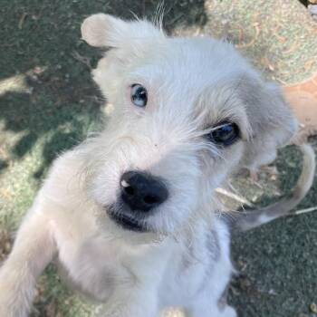 Parson Russell Terrier and Lakeland Terrier Dogs Available for Adoption in Andover, Massachusetts - Puck Sweetpea | PetCurious