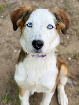 Great Pyrenees Dogs Available for Adoption in Kiowa, Oklahoma - Zinnia  | PetCurious