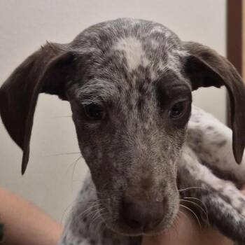 Jade Cargill -  German Shorthaired Pointer and Cattle Dog Dog for Adoption in Reno, Nevada - Jade Cargill | PetCurious