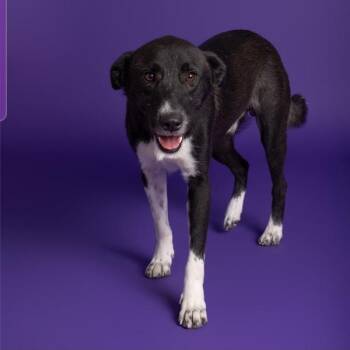 Jax -  Border Collie and Labrador Retriever Dog for Adoption in Austin, Texas - Jax | PetCurious