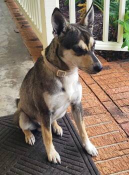 Rosco -  Husky Dog for Adoption in Baker, Louisiana - Rosco | PetCurious