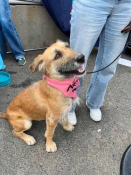 German Shepherd Dog and Chow Chow Dogs Available for Adoption in Boulder, Colorado - Chickpea | PetCurious