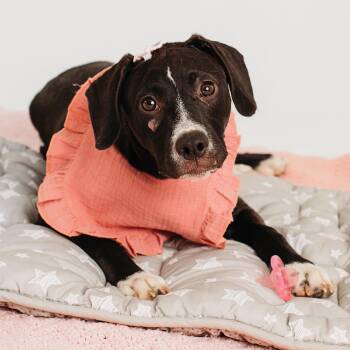 Cora Psychic - a special superstar -  Labrador Retriever Dog for Adoption in Andover, Massachusetts - Cora Psychic - A Special Superstar | PetCurious