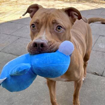 Terrier Dogs Available for Adoption - Cinnamon Sugar | PetCurious