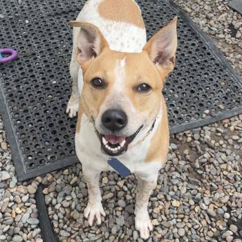 Cattle Dog Dogs Available for Adoption in Portland, Oregon - Penny | PetCurious