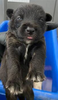 SNOW -  Mixed Breed Dog for Adoption in Dallas, Texas - SNOW | PetCurious