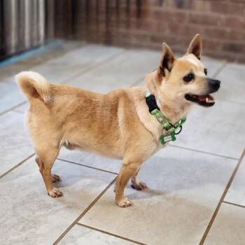 OTIS -  Jack Russell Terrier and Mixed Breed Dog for Adoption in Toms Brook, Virginia - OTIS | PetCurious