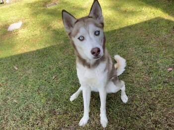 Rescue Siberian Husky Dogs for Adoption in Irvine, California - LOVE BUG | PetCurious