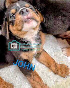 JOHN -  Rottweiler and American Staffordshire Terrier Dog for Adoption in Chapel Hill, North Carolina - JOHN | PetCurious