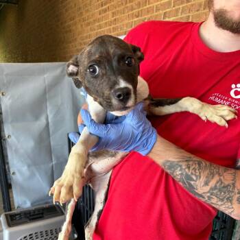 Maliah -  Pit Bull Terrier Dog for Adoption in Birmingham, Alabama - Maliah | PetCurious