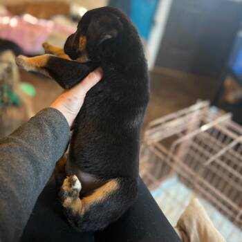 Rottweiler and Mixed Breed Dogs Available for Adoption - TJ 012802A | PetCurious