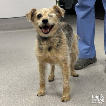 Wire Fox Terrier Dogs Available for Adoption in Washington, District Of Columbia - Macey | PetCurious