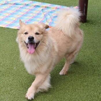 CT Skeeter -  Corgi and Mixed Breed Dog for Adoption in Eastford, Connecticut - CT Skeeter | PetCurious