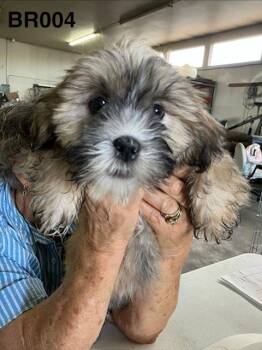 Seven 004 -  Lhasa Apso Dog for Adoption in Boone, Colorado - Seven 004 | PetCurious