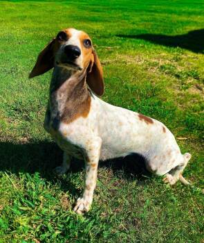 Alaska -  Dachshund and Miniature Pinscher Dog for Adoption in Shawnee, Oklahoma - Alaska | PetCurious