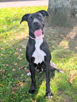 Mama -  Great Dane Dog for Adoption in Accord, New York - Mama | PetCurious