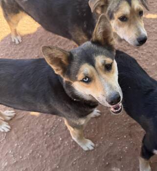 Rescue Siberian Husky and Cattle Dog Dogs for Adoption in Scottsdale, Arizona - Coco | PetCurious