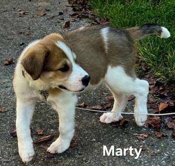 PUPPY MARTY -  Great Pyrenees Dog for Adoption in Franklin, Tennessee - PUPPY MARTY | PetCurious