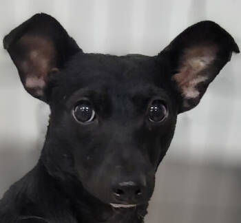 Rescue Chihuahua and Terrier Dogs for Adoption in Los Angeles, California - Pretty Girl #5219 | PetCurious