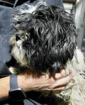 Shih Tzu Dogs Available for Adoption in Minneapolis, Minnesota - Cosmo | PetCurious