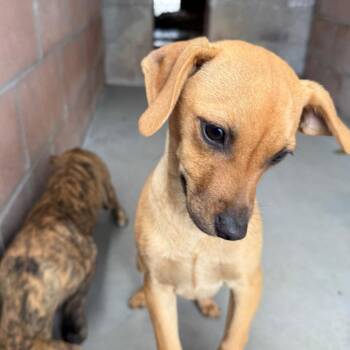 Cher -  Dachshund and Mixed Breed Dog for Adoption in Goleta, California - Cher | PetCurious