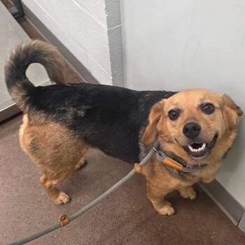Blanche -  Beagle Dog for Adoption in Chattanooga, Tennessee - Blanche | PetCurious