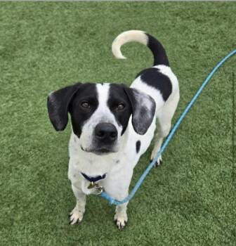 Jeb -  Hound Dog for Adoption in Downers Grove, Illinois - Jeb | PetCurious