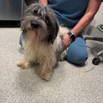 Zira -  Shih Tzu Dog Available for Adoption in Englewood, Florida - Zira | PetCurious