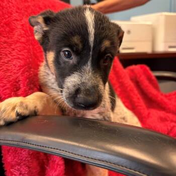 Smores -  Akita and Mixed Breed Dog for Adoption in Hawthorne, California - Smores | PetCurious