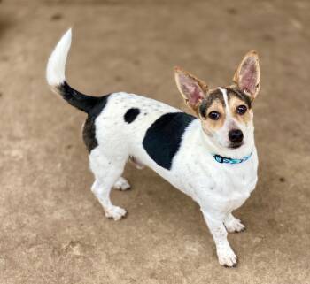 Rescue Jack Russell Terrier and Mixed Breed Dogs for Adoption in Urbandale, Iowa - Dudley | PetCurious