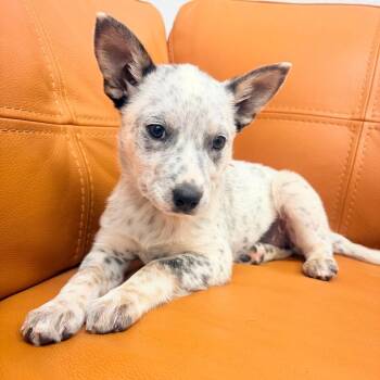 Australian Cattle Dog Blue Heeler and Mixed Breed Dogs Available for Adoption in Parker, Colorado - 556 (2026) Sky | PetCurious