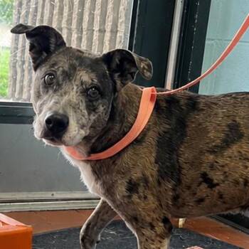 Blythe -  Cattle Dog Dog for Adoption in East St. Louis, Illinois - Blythe | PetCurious