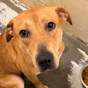 Pit Bull Terrier Dogs Available for Adoption in Evansville, Indiana - Zorina | PetCurious